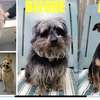 Dog Grooming Services in Lavington, Karen, Runda, Muthaiga thumb 5