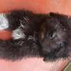 HAVANESE PUPPIES AVAILABLE thumb 3