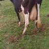 Mamayao Frisian dairy cow thumb 2