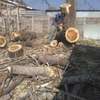 Tree Cutting Services - Professional Tree Removal Services thumb 1