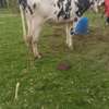 Hosten fast culfer thumb 2