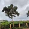 Residential Land at Migaa thumb 14