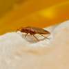 Bed Bugs Pest Control Services in Nairobi thumb 3