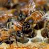 24 HR Killer bee removal/Beehive removal/Honey bee removal/Wasp removal & pest control services. thumb 7