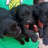 1-3 months old Black Labrador retriever puppies thumb 1