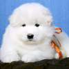 Samoyed puppies available now thumb 1