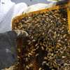 Bee Hive Removal Nairobi | Bee hive Removal Services thumb 0