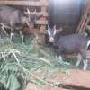 Young male and Female Torgen burger pedigree for sale thumb 2
