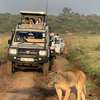 3 Days Best of Masai Mara Safari thumb 10