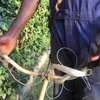 Bed Bug Exterminators | Bed Bug Removal in Nairobi thumb 3