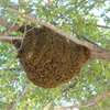 Bee nest removal.We guarantee the lowest price.Call the experts today. thumb 0
