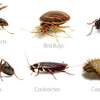 Bed Bug Exterminators | Bed Bug Removal in Nairobi thumb 5