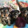 Yorkshire Terrier puppies thumb 0