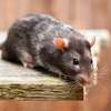 Guaranteed Rat Extermination Services In Nairobi thumb 0