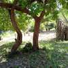 12 Acres of Front Row Beach Plot in Kwale Is For Sale thumb 2