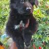 1-3 months Female Purebred Black German Shepherd thumb 1