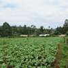 3.25 Acres Of Land For Sale in Ruku/Wangige thumb 6