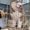 Siberian husky puppies for rehoming thumb 0