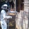 Hire a Beekeeping Service for Project - Call us today thumb 9