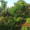 50 Acres Is Available For Sale in Mutha Kitui County thumb 1