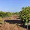 30 ACRES PROPERTY FOR SALE IN NAROMORU WITH A RIVER FRONTAGE thumb 5