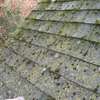 Mould and Lichen Removal (Outdoors) Services.Get Free Quote Now ! thumb 10