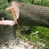 Tree Cutting & Removal.Fast, Professional And Affordable.Landscaping & Gardening Services thumb 1