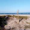 6 Acres beachfront land  for sale in Mambrui,Malindi thumb 0