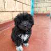 HAVANESE PUPPY LOOKING FOR A NEW HOME thumb 2
