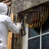 24 HR Killer bee removal/Beehive removal/Honey bee removal/Wasp removal & pest control services. thumb 0