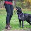 Certified Dog Trainers - Dog Training & Boarding thumb 4
