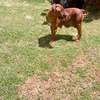 Boerboel puppies for sale thumb 1