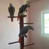 African Grey Parrots for sale. thumb 0