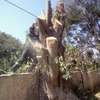Tree Felling Services - Tree Fellers Near Nairobi thumb 0