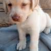 Labrador puppy ready for rehoming thumb 4