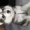 HUSKY PUPPIES  looking for a new home thumb 0