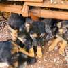 German shepherd pure bred puppies thumb 2