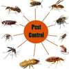 Bed bug Fumigation Services in Makadara/Maringo/ Hamza thumb 4
