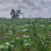 1/4 and Full Acre Plots for sale in Malindi thumb 8