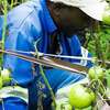 Chef/Cooks, Housekeepers, Gardeners, Drivers & Chauffeurs, Domestic Helpers, Carpet Cleaning ,Curtain Cleaning, Cleaners & Garden Services in Nairobi. thumb 7