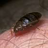 Best bed bug fumigation services in thika near me thumb 2