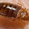 CHEAP Bed Bug Fumigation Services Lari/Kahawa/Githunguri thumb 0