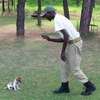 TOP 10 Dog Handler Training Courses- Dog Trainer Near Me thumb 1