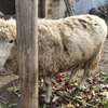 🐑🍖 PREMIUM HEAVYWEIGHT SHEEP FOR MEAT & WOOL 🍖🐑 thumb 3