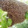 Live Bee Removal - NAIROBI Live Bee Removal thumb 14