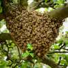 Live Bee Removal In Nairobi-Give us a call thumb 7