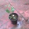 TIME TO PLANT! IMPORTED FRUIT TREE  SEEDLINGS in NAIROBI thumb 12