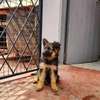 Male German shepherd puppies for rehoming thumb 2