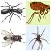 Cockroach,Bedbugs/Rats/Rodents,Termites Control Services thumb 7