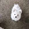 Japanese Spitz puppies for sale thumb 0